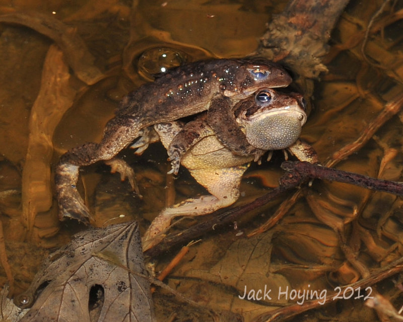 Wrestling toads