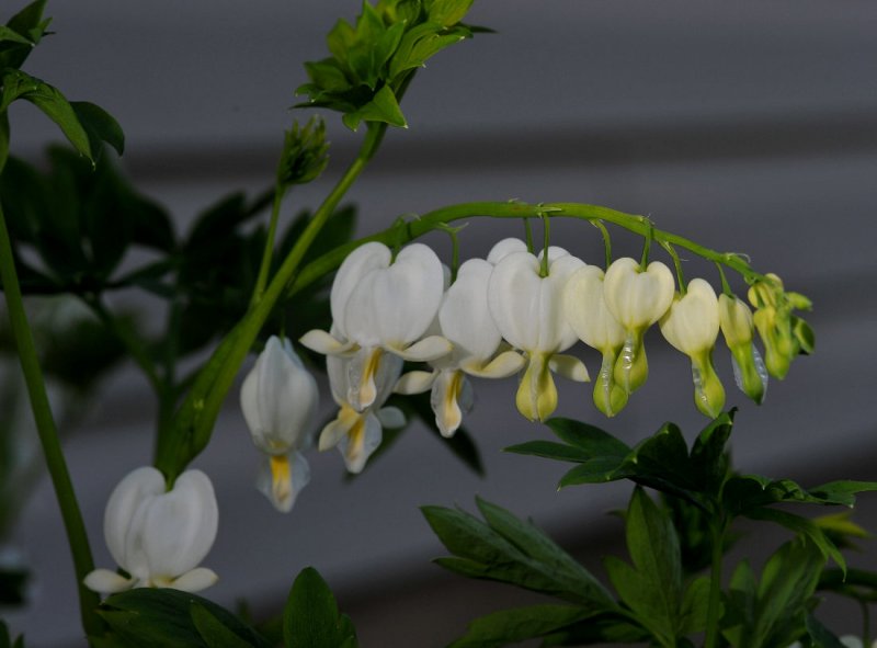 White Bleeding Hearts