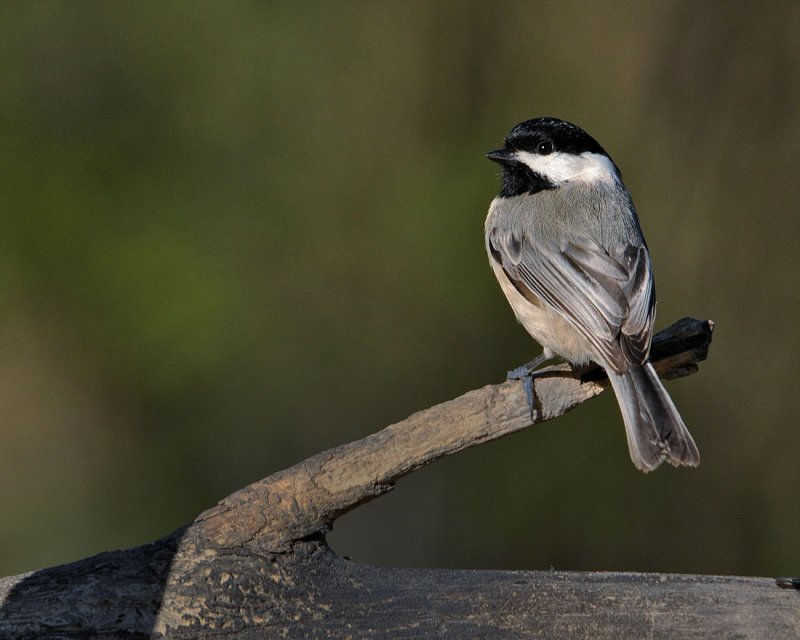 Chickadee