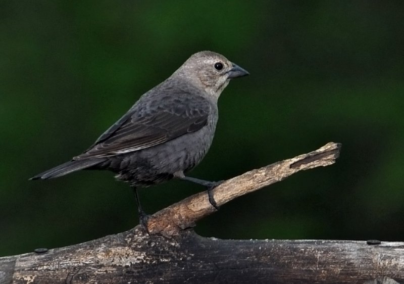 Female Cowbird