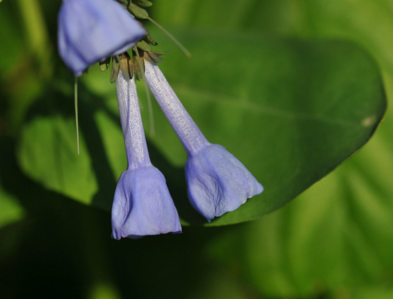 Bluebells