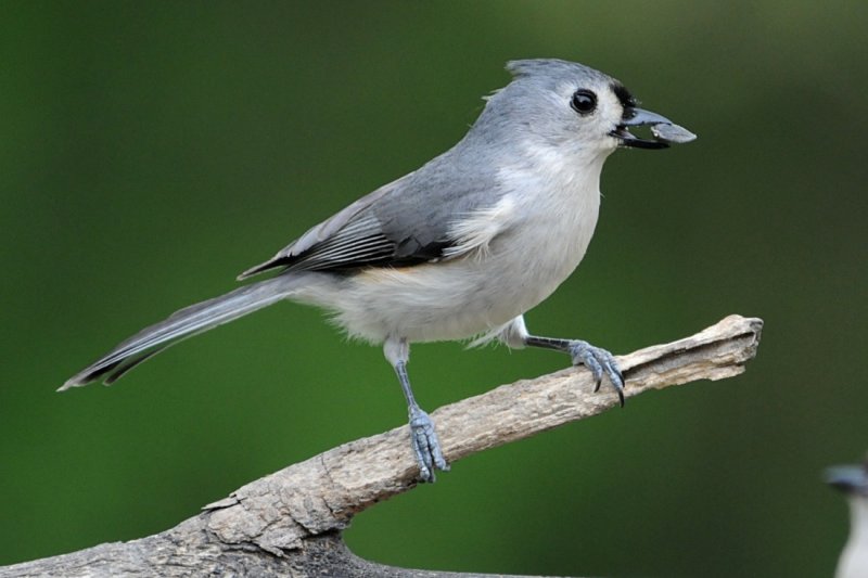 Tufted Titmouse