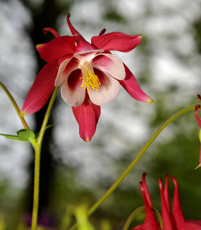 Columbine Beauty