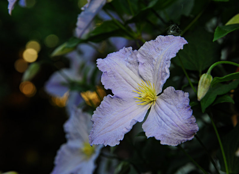 Clemitis Bloom