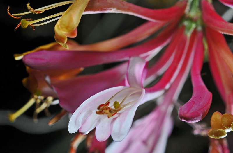 Hummingbird attractor