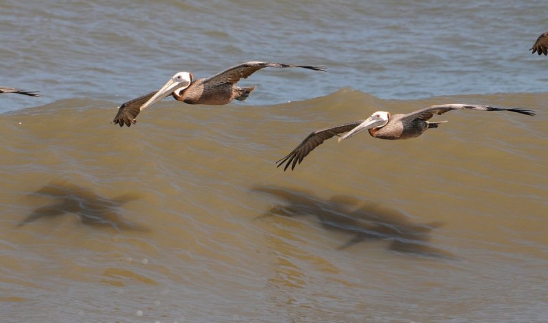 Pelicans riding the waves