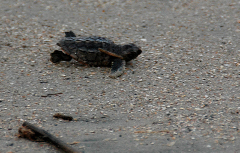 Loggerhead Turtles at Edisto Island, South Carolina 06-2012