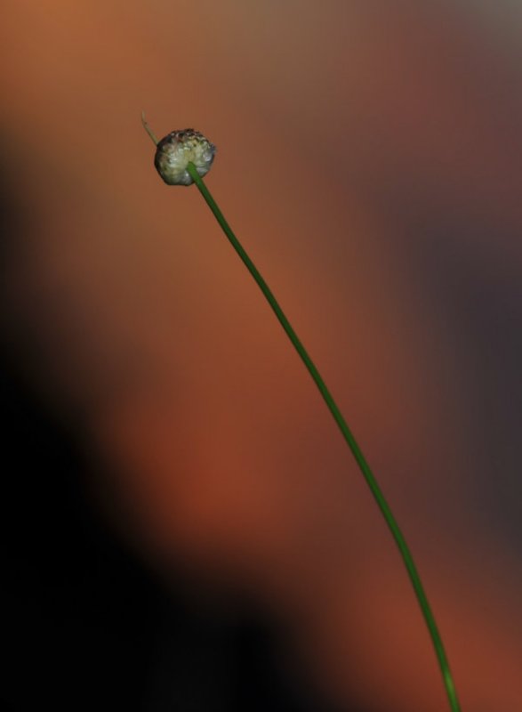 Wild Onion