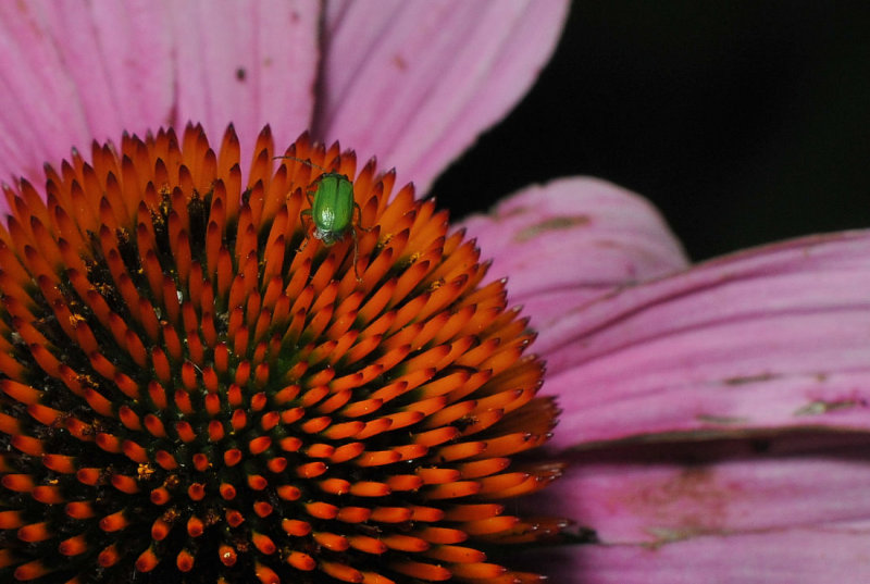 Cone Flower