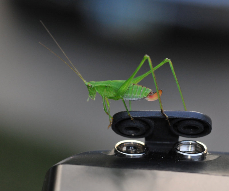 Young Katydid on a SB800 flash