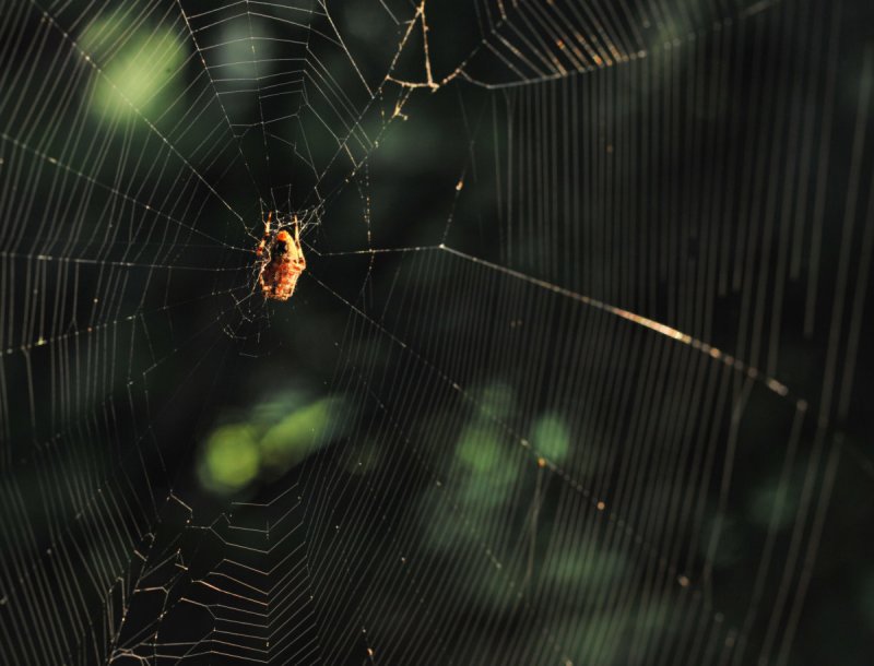 Waiting Spider in the Morning Light