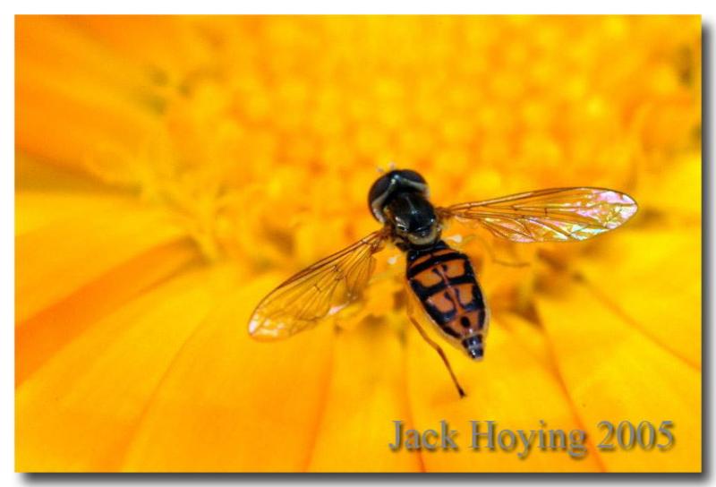Fly