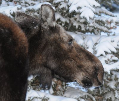 Moose in Silverthorne