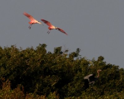 Roseta Spoonbill Cranes