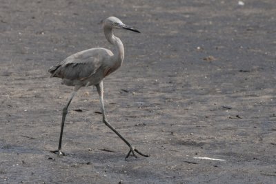 Reddish Egret