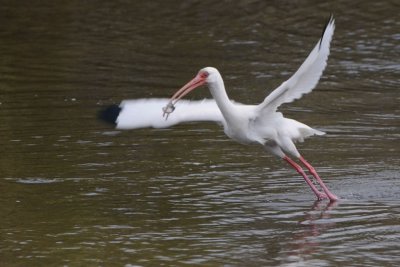 Happy Ibis with a Fish