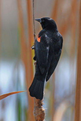 Red Winged Blackbird