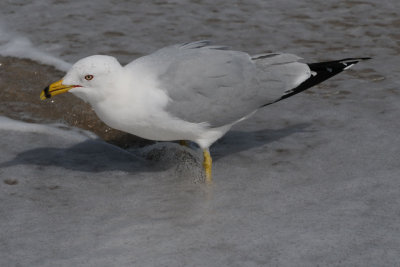 Common Sea Gull
