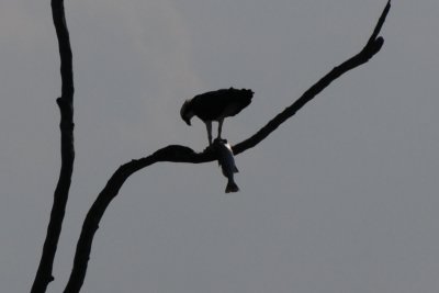 Osprey with a big trout