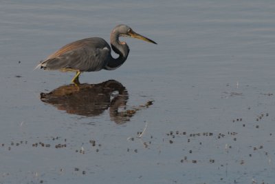 Tri-Colored Heron