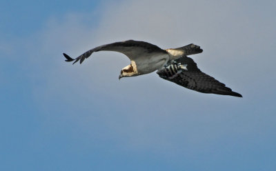 Osprey with a fish