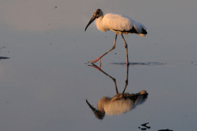Wood Stork in the late day sun