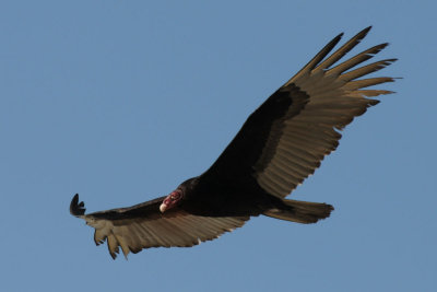 Turkey Vulture