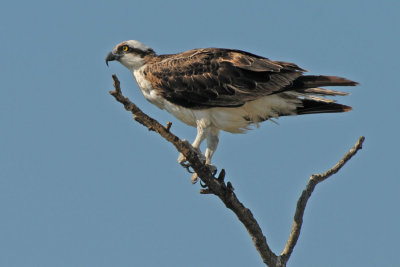 Osprey