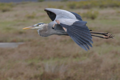 Blue Heron passing by