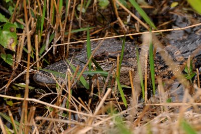 Small Aligator (about 2')