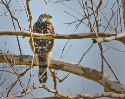 Cooper's Hawk watching the bird feeder