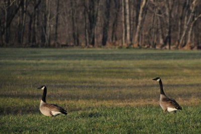 Geese in the evening light