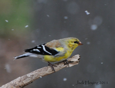 Goldfinch getting its summer colors, even with the snow flying