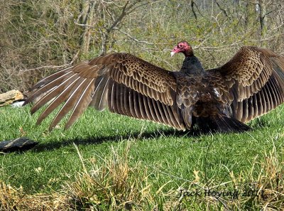 Buzzard (Turkey Vulture) enjoying the sunshine