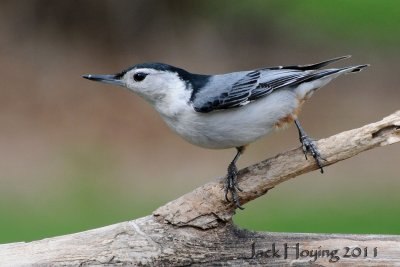 Nuthatch striking a pose