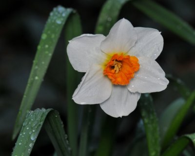 Daffodil Precocious
