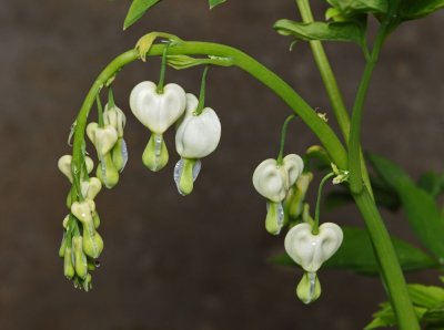 White Bleeding Heart, Dicentra spectabilis alba