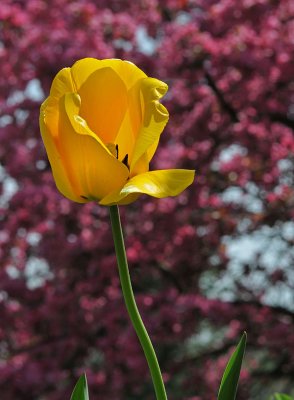 Tulip with Plum Tree Background