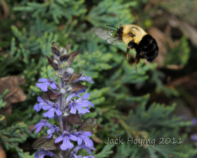 Hovering Bumble Bee