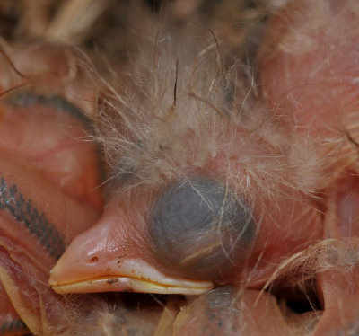 Wild Hair-Do on this Robin