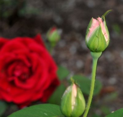 The Start of Rose Season