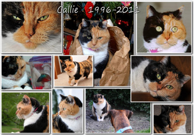 Callie 1996-2011