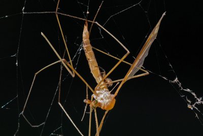 A Spider kills a Damselfly caught in it's web