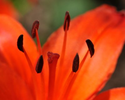 Day Lily Macro