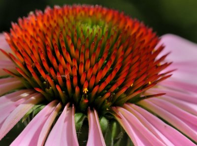 Tiny pollen blooms on a Cone Flower