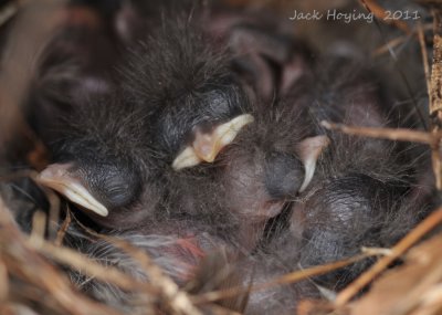 2 day old Wrens (heads are about 1/4 wide (5mm))