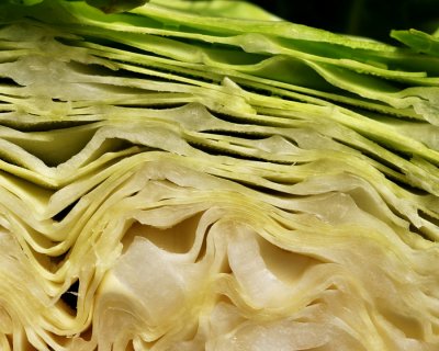 Fresh cabbage from the garden