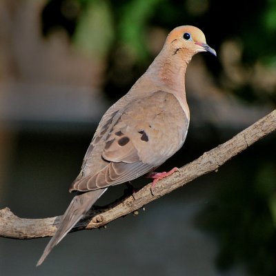 Morning Dove