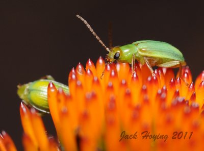 Green Beetles (Carabus Aurtus) on Cone Flower