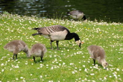 Geese and young
